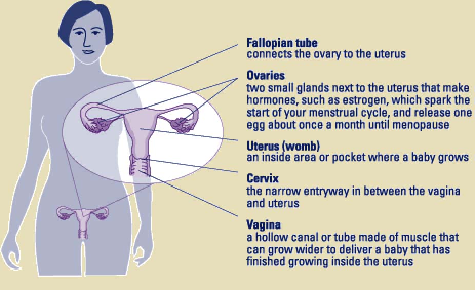 fibroids